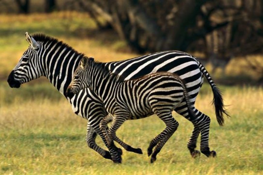 Yeni Araştırmaya Göre Zebraların Çizgilerinin Kamuflajla Alakası Yok