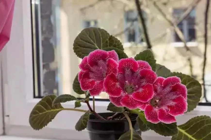 Ev Çiçeklerinin Bakımı Nasıl Yapılır?