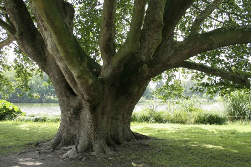 Çınar Ağacı Özellikleri ve Yetiştiği Yerler