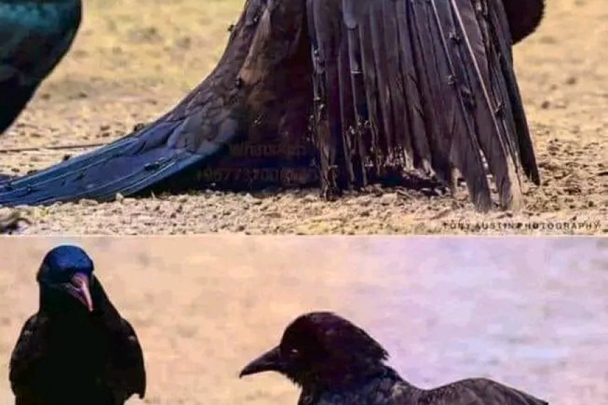 Hasta Kargaların Eczanesi Karınca Yuvası