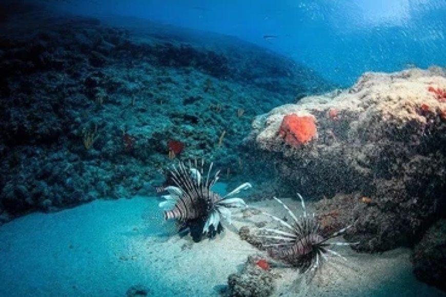 Doğu Akdeniz’de Tropikalleşme Süreci Hızlanıyor