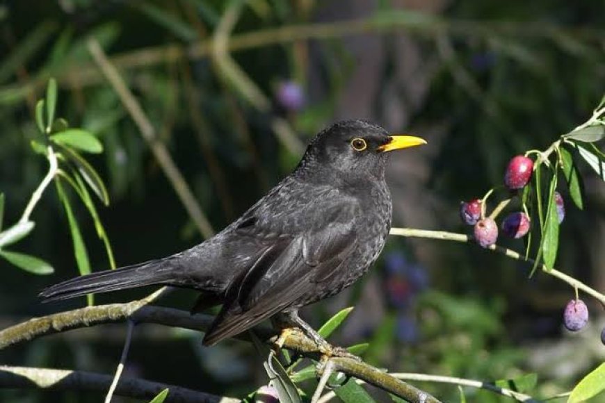 Zeytin Ağaçlarının Gizli Koruyucusu: Karatavuklar
