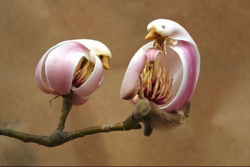Baharla Birlikte Açan Manolyaların Kuş Benzeri Çiçekleri!