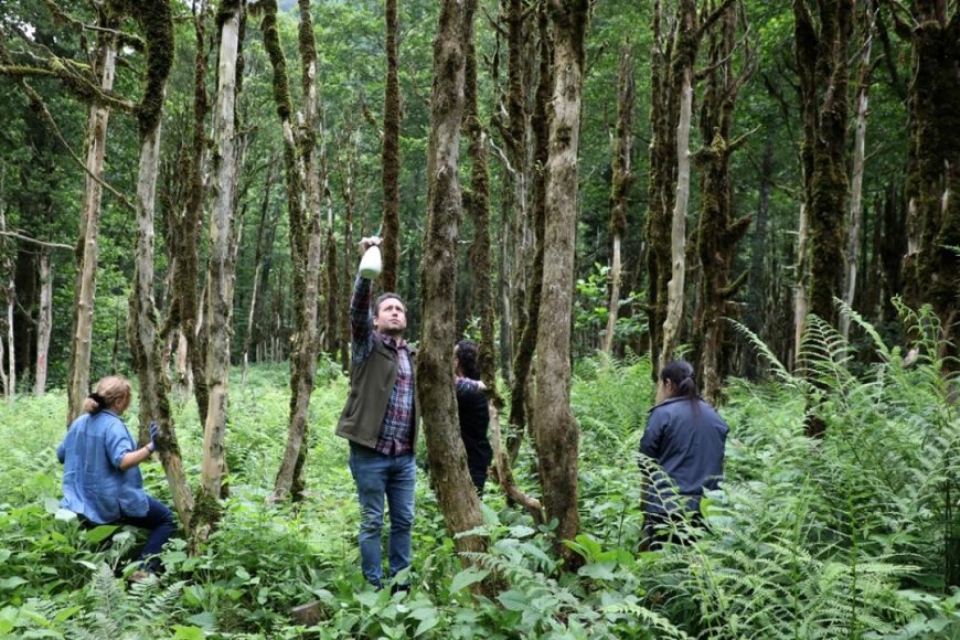 Şimşir Ağacı Doğanın Sert ve Estetik Mükemmelliği