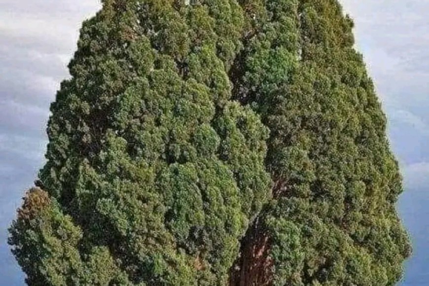 Dünyanın En Uzun Ömürlü Ağaçlarından Biri: Sarv&e Abarqu