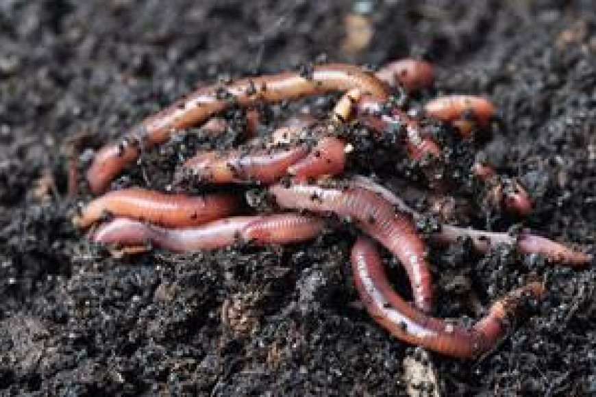 Doğanın Temizleyicileri: Solucanların Rolü