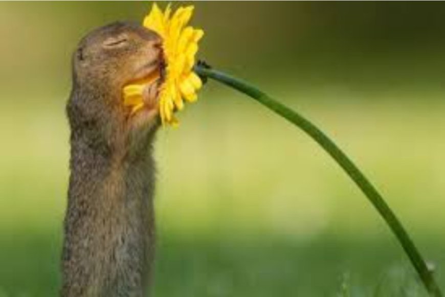 “Biz Bu Haltı Neden Yedik?”