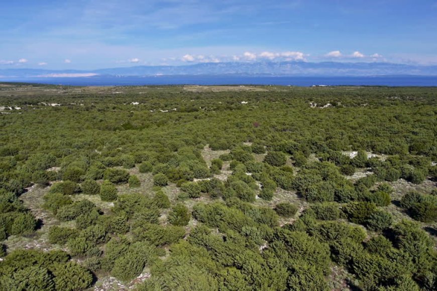 Akdeniz İklimi