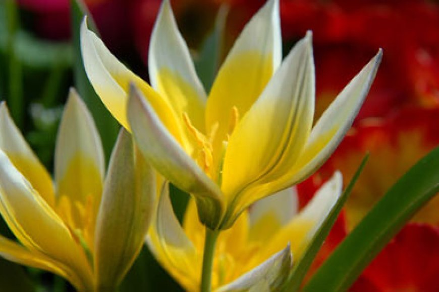 Solmayan Aşkın Öyküsü