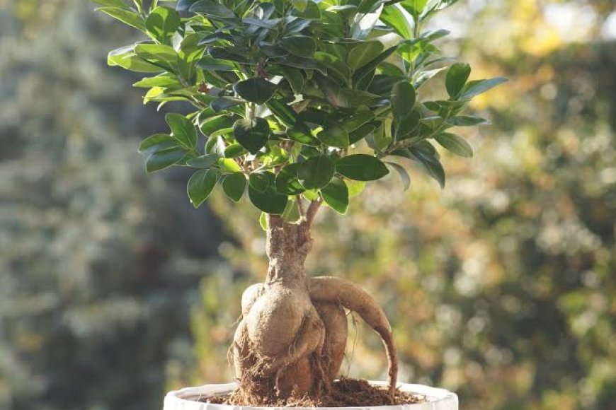 Ficus Ginseng Bitkisi Bakımı &amp; Özellikleri