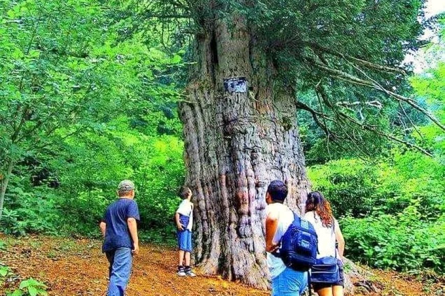 Gümeli Porsuğu: Türkiye'nin ve Dünyanın En Yaşlı Ağaçlarından Biri
