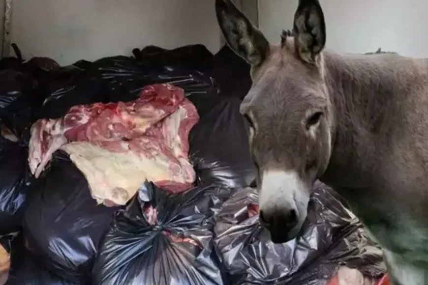 Vatandaşa en çok at ve eşek eti yediren 5 şehir paylaşıldı!