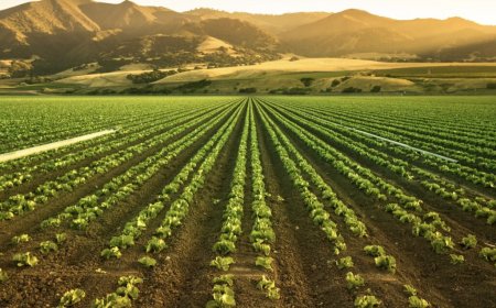 Tarım Alanlarının Artışı ve Ekosistem Üzerindeki Etkiler