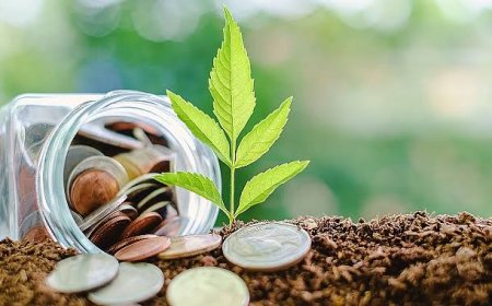 Yeşil Kapitalizm Kurtarıcı mı Kazanç Tuzağı mı?