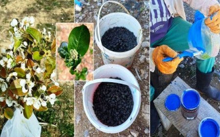 Baklazınnı Zararlısına Karşı  Biyoteknik Mücadele Uyarısı