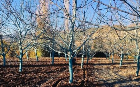Bordo bulamacı meyve ağaçlarını hastalıklardan ve dondan koruyor