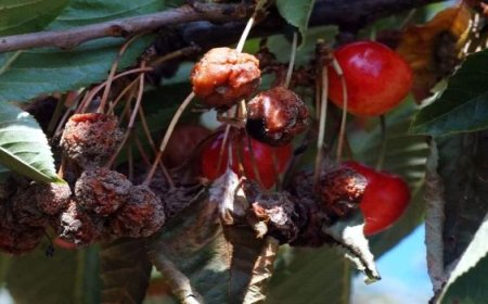 Sert çekirdekli meyve ağaçlarında çiçek monilyası ilaçlama zamanı