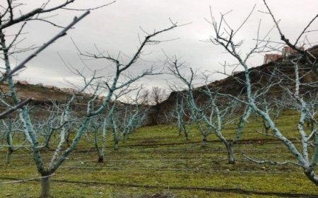 Üreticilerin Dikkatine  Bordo Bulamacı Uygulama Zamanını Kaçırmayalım !