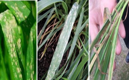 Arpada Külleme Hastalığına Dikkat !