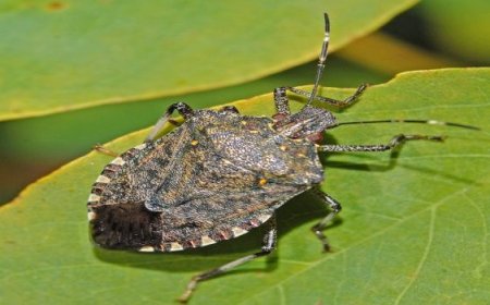 Kahverengi Kokarca Zararlısıyla Mücadele