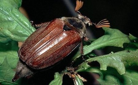 Fındıkta mayıs böceği mücadelesine dikkat !