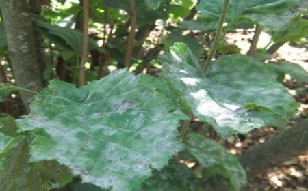 Fındıkta Külleme Hastalığı’nda Mücadele Zamanı