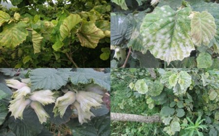 Fındıkta Külleme Hastalığı ile Mücadele Dönemi