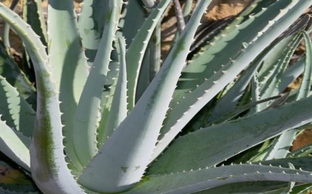 Aloe Vera Yetiştiriciliği