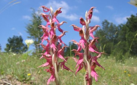 Salep Yetiştiriciliği