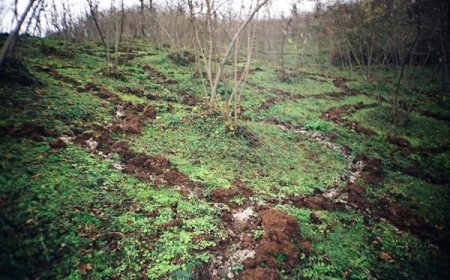 Fındıkta Azotlu Gübre Uygulamalarında Dikkat Edilecek Hususlar