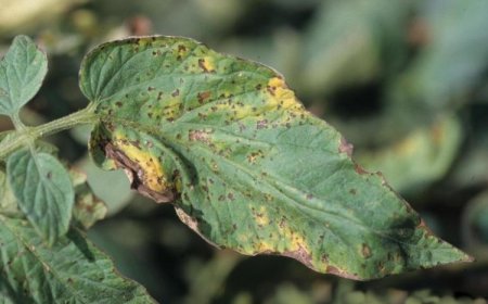 Domates Bakteriyel Benek (Pseudomonas syringae pv. tomato )