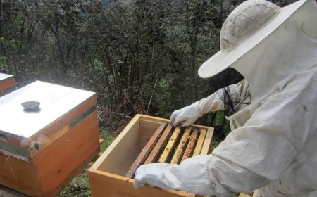 Kovanlarını Nakledecek Arıcıların Dikkatine!!!