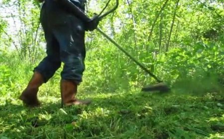 Fındık Bahçelerinde Yabancı Ot Mücadelesi Uygulamalarına Dikkat!