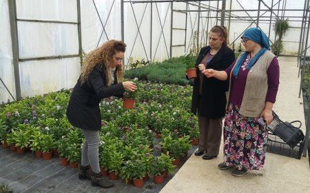 Tohum,Fide ve Fidan Alırken Üreticilerin Dikkat Etmesi Gereken Noktalar