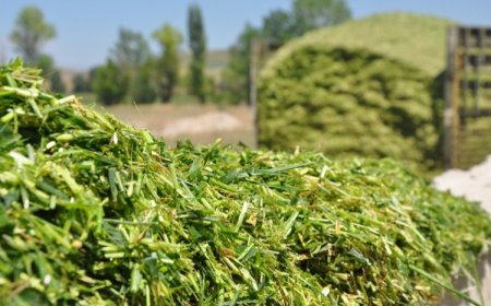 Doğru Silaj Yapımı İçin Pratik Bilgiler