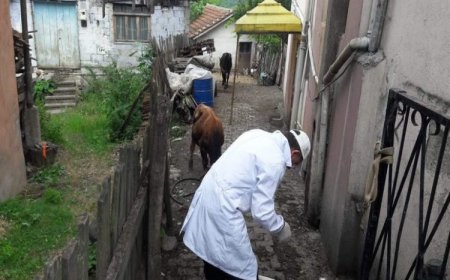 Şarbon nedir? Şarbon belirtileri neler? Şarbon nasıl bir hastalıktır?