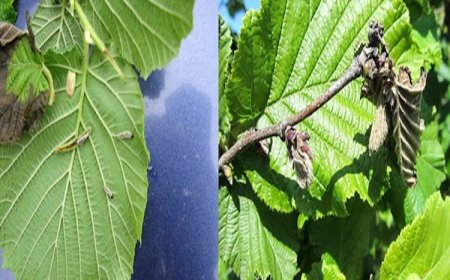 Fındık Filiz Güvesi ile Mücadelenin Zamanı Geldi