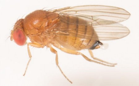 Kanadı Noktalı Sirke Sineği- Drosophila suzukii