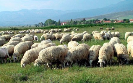 Anaç Koyun Keçi Destekleme Müracaatı Nasıl Yapılır