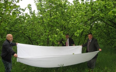 Fındık Kurdu Mücadelesi