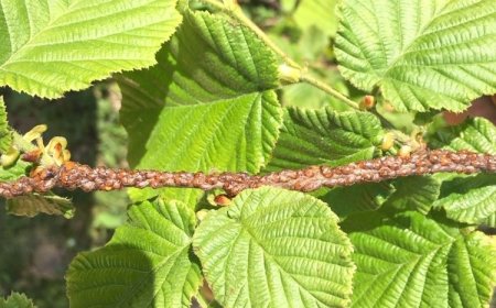 Fındıkta Kahverengi Koşnil Zararlısı