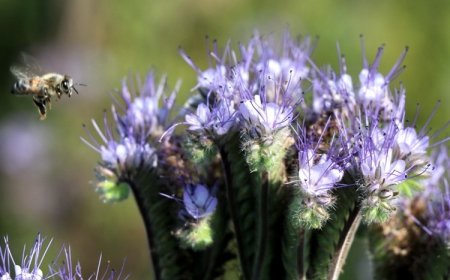 Arı Otu Yetiştiriciliği