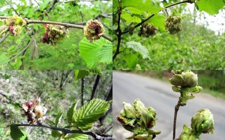 Fındık Kozalak Akarı İle Mücadele