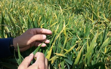 Hububat Üreticilerimizin Dikkatine