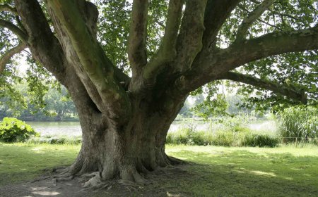 Çınar Ağacı Özellikleri ve Yetiştiği Yerler