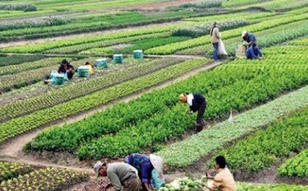 Agroekoloji ve Endüstriyel Tarım: Köylü Bilgisi ve 'Yeşil Devrim' Üzerine