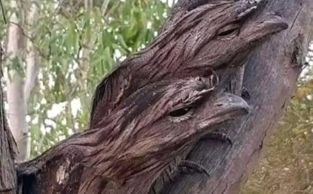 Güzellik göreceli bir kavramdır.