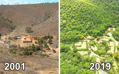 18 Yılda 4 Milyon Ağaçla Orman Mucizesi Yarattılar