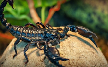 'Kara Akrep' türünün Türkiye'ye özgü olduğu kanıtlandı: 'Androctonus turkiyensis' ismi verildi