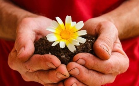 Evde yetiştirebileceğiniz 7 şifalı bitki